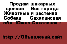 Продам шикарных щенков  - Все города Животные и растения » Собаки   . Сахалинская обл.,Южно-Сахалинск г.